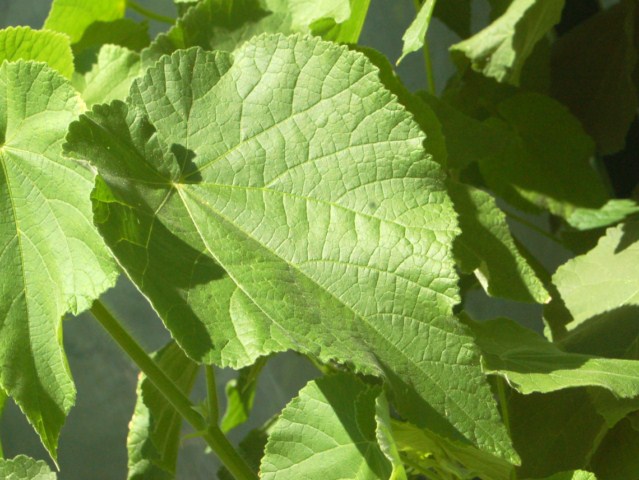 Una pianta senza nome dai fiori gialli - Abutilon theophrast
